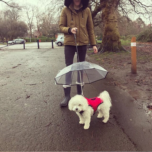 ⁦Dog's Transparent Umbrella With Traction Chain Removable Umbrella Pet Products⁩ – תמונה ⁦8⁩